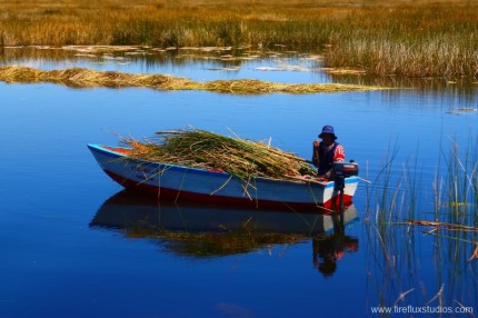 Collecting Reeds