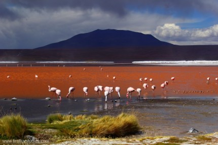 Laguna Colorada