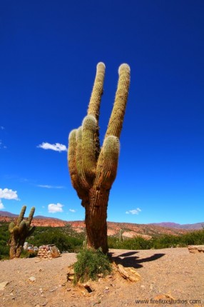 Prickly Tower