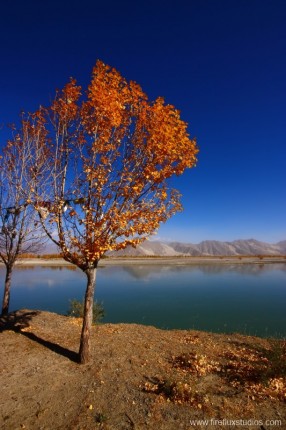 Tibetan Golden Tree