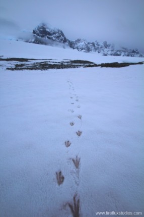 Tracks In The Snow