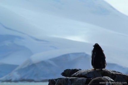 Malting Gentoo