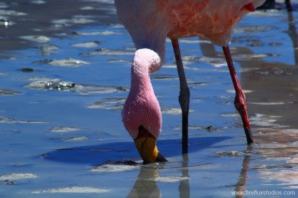 Feeding Flamingo