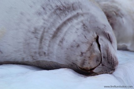 Sleeping Seal